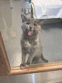 Domestic Short Hair and Dilute Tortoiseshell Cats Available for Adoption - Sunny Dee | PetCurious