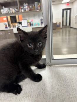 Jone -  Domestic Short Hair Cat for Adoption in Greenfield, Indiana - Jone | PetCurious