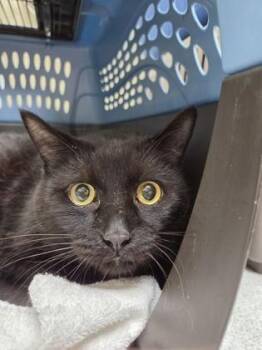 Quartz -  Domestic Short Hair Cat for Adoption in Westland, Michigan - Quartz | PetCurious