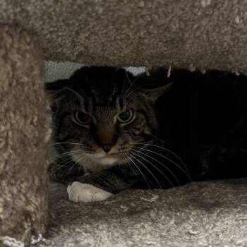 Domestic Short Hair Cats Available for Adoption in Fall River, Massachusetts - Stewie | PetCurious