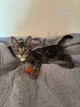 Ophelia -  Domestic Short Hair Cat for Adoption in Cambridge, Ontario - Ophelia | PetCurious
