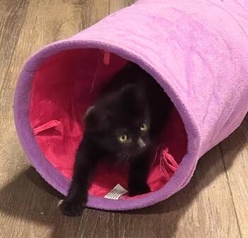 Domestic Short Hair Cats Available for Adoption in Apopka, Florida - Cayenne 2.15.26 | PetCurious