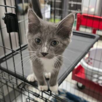 Rescue Domestic Short Hair Cats for Adoption in Spokane, Washington - Storm | PetCurious