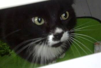 Domestic Short Hair Cats Available for Adoption in Dallas, Texas - MIA | PetCurious