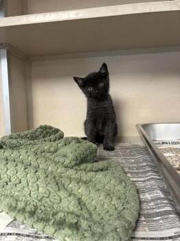 HAZE -  Domestic Short Hair Cat for Adoption in Cookeville, Tennessee - HAZE | PetCurious