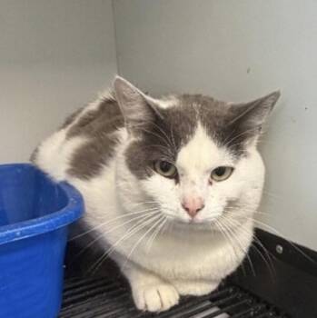 Domestic Short Hair Cats Available for Adoption in Zimmerman, Minnesota - Stephan | PetCurious