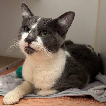 Domestic Short Hair Cats Available for Adoption - Gus | PetCurious