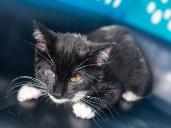 Sapphire Z -  Domestic Short Hair Cat for Adoption in Fresno, California - Sapphire Z | PetCurious