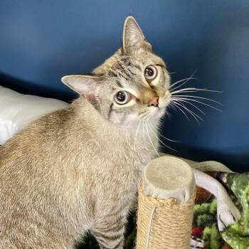 Mik -  Domestic Short Hair Cat for Adoption in Tulsa, Oklahoma - Mik | PetCurious