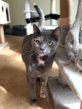 Gracie -  Domestic Short Hair and Dilute Tortoiseshell Cat for Adoption in Attalla, Alabama - Gracie | PetCurious