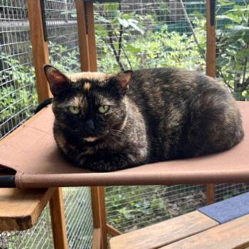 Rescue Domestic Short Hair Cats for Adoption - Maris | PetCurious