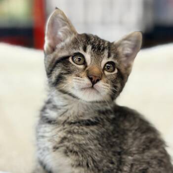 Caesar -  Domestic Short Hair Cat for Adoption in Blackfoot, Idaho - Caesar | PetCurious