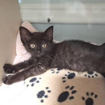 Ooey -  Domestic Medium Hair Cat for Adoption in Cumming, Georgia - Ooey | PetCurious