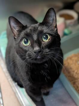 Domestic Short Hair Cats Available for Adoption - Begonia | PetCurious