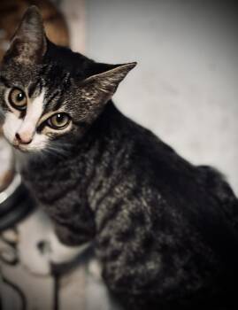 Rescue Domestic Short Hair Cats for Adoption in Jackson, Georgia - Dutton | PetCurious