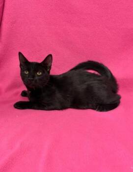 Connor -  Domestic Short Hair Cat for Adoption in Kingsland, Georgia - Connor | PetCurious