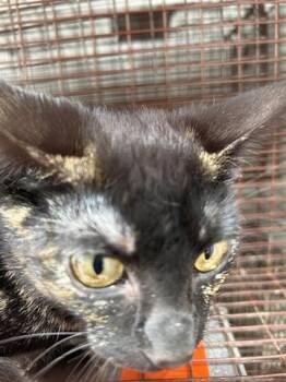Domestic Short Hair Cats Available for Adoption in Houston, Texas - A654809 | PetCurious