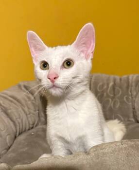 Rescue Domestic Short Hair Cats for Adoption in Jackson, Georgia - Lumen | PetCurious