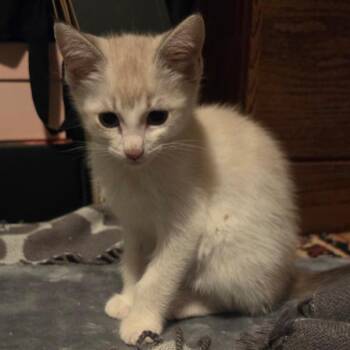 Domestic Short Hair Cats Available for Adoption in Lakewood, California - Crouton | PetCurious