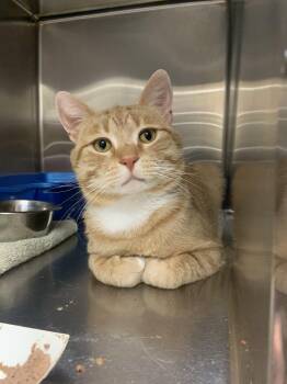 Theo -  Domestic Short Hair Cat for Adoption in Worcester, Massachusetts - Theo | PetCurious