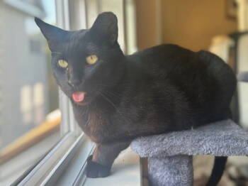Rescue Domestic Short Hair Cats for Adoption in Sayreville, New Jersey - Duke | PetCurious