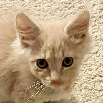 Nemo -  Domestic Medium Hair Cat for Adoption in Houghton Lake, Michigan - Nemo | PetCurious