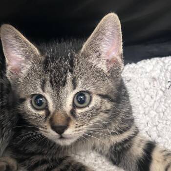 Cheese -  Domestic Short Hair Cat for Adoption in Philadelphia, Pennsylvania - Cheese | PetCurious