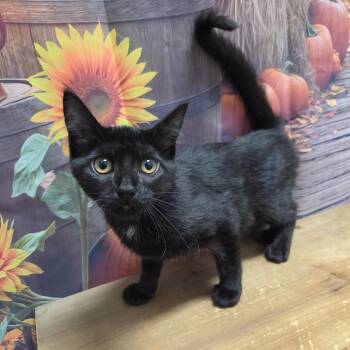 Martha -  Domestic Short Hair Cat for Adoption in Normal, Illinois - Martha | PetCurious