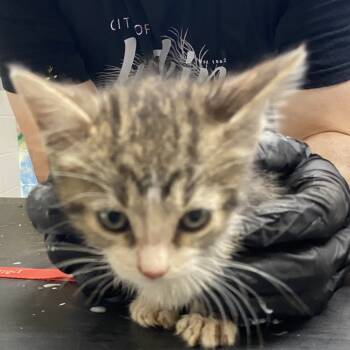 Rescue Domestic Short Hair Cats for Adoption in Austin, Texas - Xkeleton 27 | PetCurious