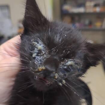 Bob -  Domestic Short Hair Cat for Adoption in Lake Panasoffkee, Florida - Bob | PetCurious