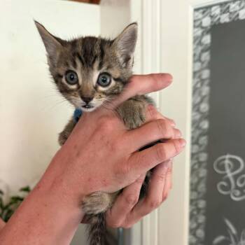 Tabby Cats Available for Adoption in Tehachapi, California - Blue | PetCurious