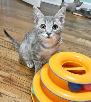 Bernard -  Domestic Short Hair Cat for Adoption in Mt. Juliet, Tennessee - Bernard | PetCurious