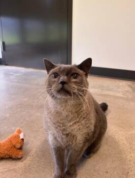 Domestic Short Hair Cats Available for Adoption in Minot, North Dakota - Smokey | PetCurious