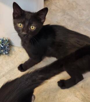 John Snow -  Domestic Short Hair Cat for Adoption in Fort Collins, Colorado - John Snow | PetCurious