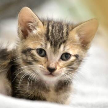 Taylor (Pink Collar) -  Domestic Short Hair Cat for Adoption in Chilliwack, British Columbia - Taylor (Pink Collar) | PetCurious