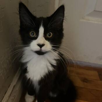 Cloud -  Domestic Short Hair Cat for Adoption in Washougal, Washington - Cloud | PetCurious