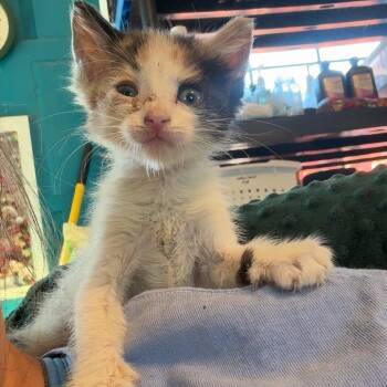 Mochi aka Pipsqueak -  Domestic Short Hair Cat for Adoption in New York, New York - Mochi Aka Pipsqueak | PetCurious