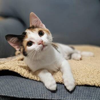 Primrose -  Domestic Short Hair Cat for Adoption in Apex, North Carolina - Primrose | PetCurious