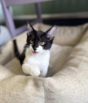 Tac -  Domestic Short Hair and Tuxedo Cat for Adoption in Eagle, Colorado - Tac | PetCurious