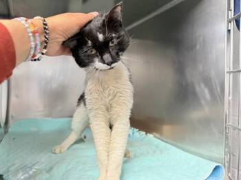 Milk Mustache -  Domestic Short Hair Cat for Adoption in New York, New York - Milk Mustache | PetCurious