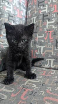 Europa -  American Shorthair Cat for Adoption in Beach Park, Illinois - Europa | PetCurious