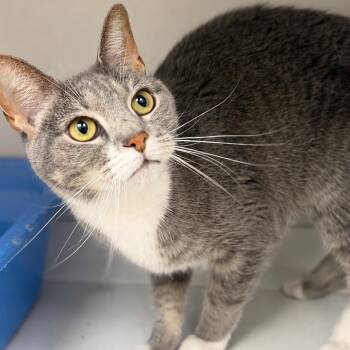 Domestic Short Hair Cats Available for Adoption in Champaign, Illinois - May | PetCurious