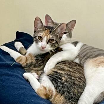Lavigne (bonded to Avril) -  Domestic Short Hair Cat for Adoption in Austin, Texas - Lavigne (bonded To Avril) | PetCurious