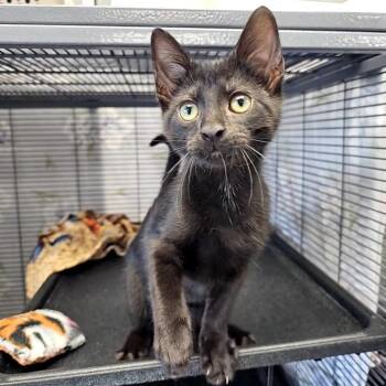 Scribbles -  Domestic Short Hair Cat for Adoption in Monroe, Michigan - Scribbles | PetCurious