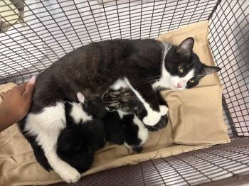 Domestic Short Hair Cats Available for Adoption in San Bernardino, California - SABRINA | PetCurious