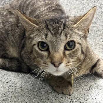 Domestic Short Hair Cats Available for Adoption - Mateo | PetCurious
