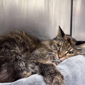 Holli (declaw) -  Domestic Long Hair Cat for Adoption in Richmond, Virginia - Holli (declaw) | PetCurious