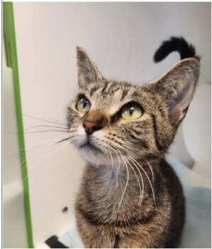 Vegas -  Domestic Short Hair and Tabby Cat for Adoption in Greenfield, Indiana - Vegas | PetCurious