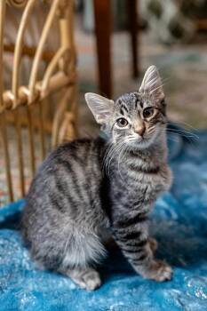Rescue Domestic Short Hair Cats for Adoption in Pflugerville, Texas - Chase | PetCurious