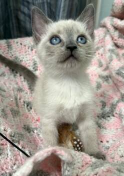 Skye -  Siamese and Domestic Short Hair Cat for Adoption in Brooksville, Florida - Skye | PetCurious